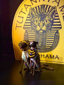 7月21日　ツタン“ニャー”メンデー　ふたたび！